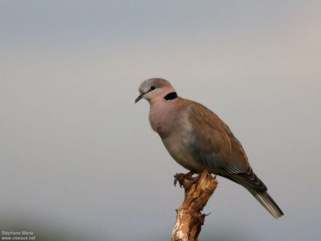 Ring-necked Dove male adult breeding, song