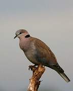 Ring-necked Dove