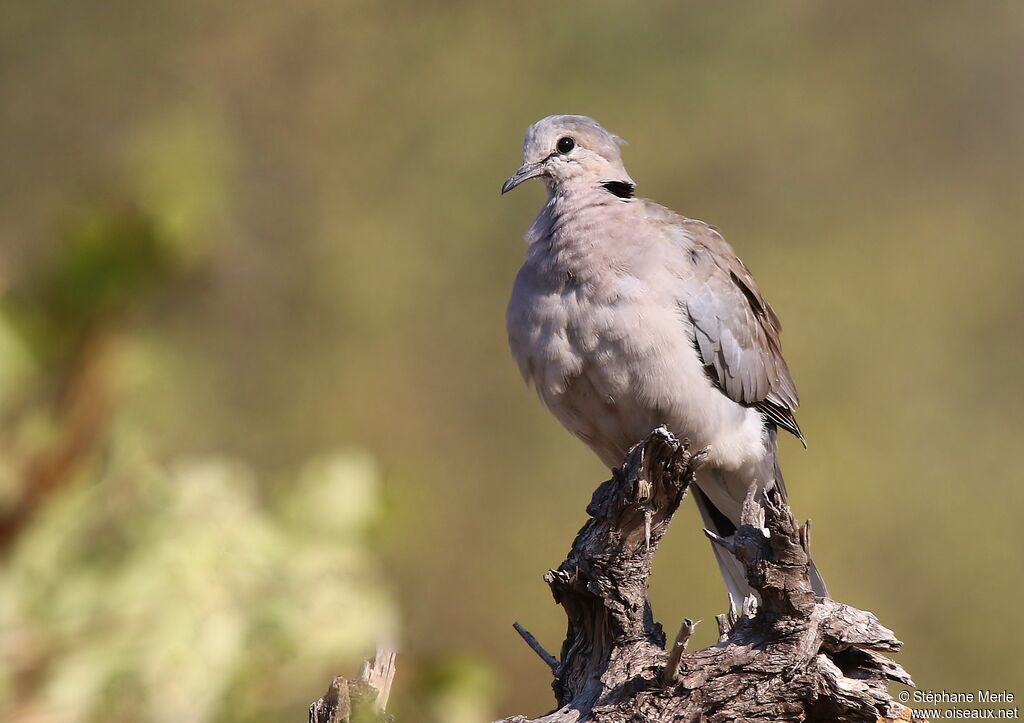 Ring-necked Doveadult