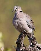 Ring-necked Dove