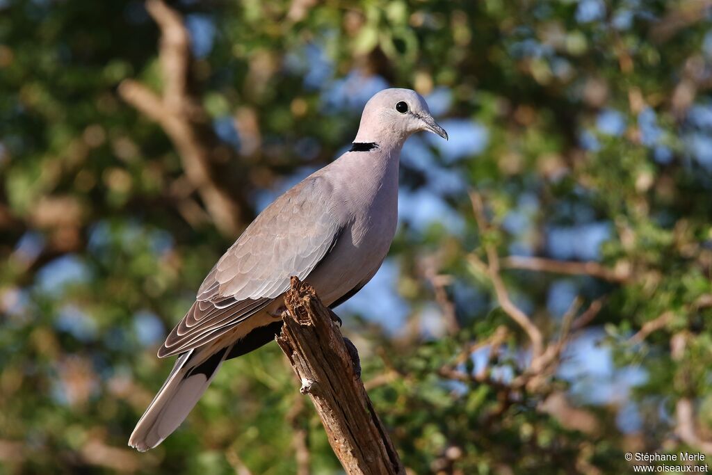 Ring-necked Dove