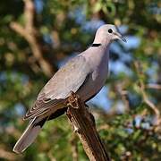 Ring-necked Dove