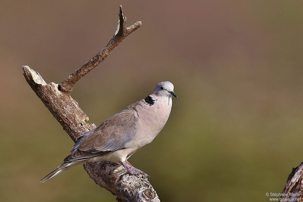 Ring-necked Dove