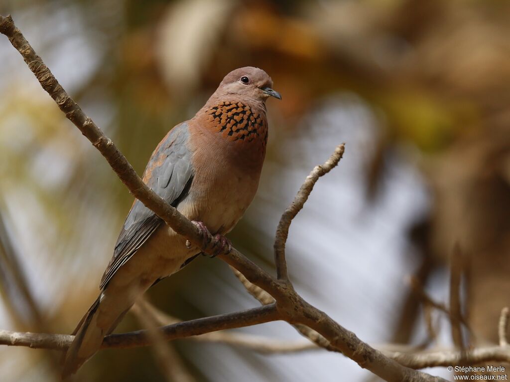 Laughing Dove