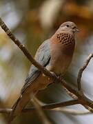 Laughing Dove