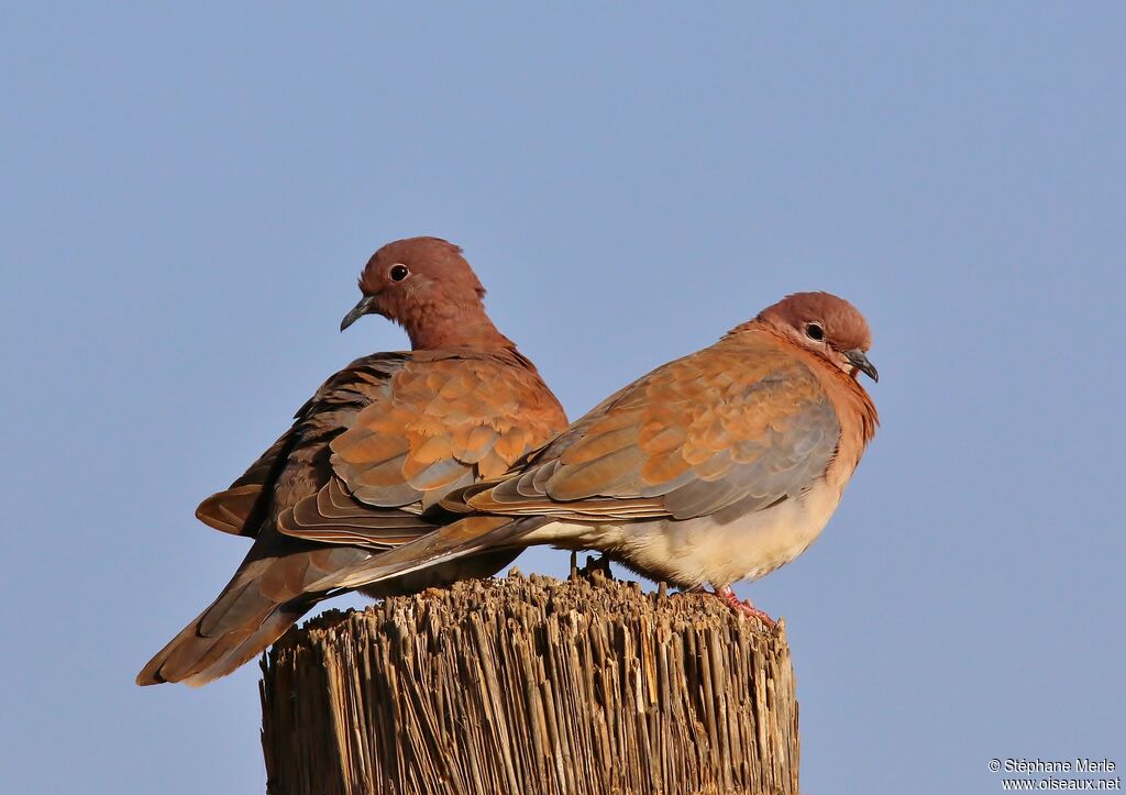 Laughing Dove