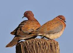 Laughing Dove