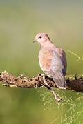 Laughing Dove