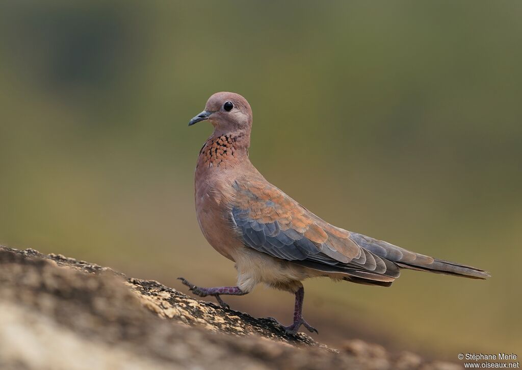 Laughing Dove