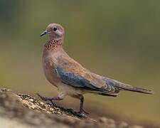 Laughing Dove