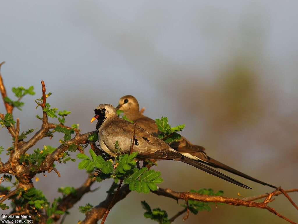 Namaqua Doveadult, habitat, pigmentation