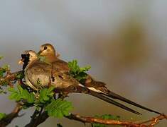 Namaqua Dove