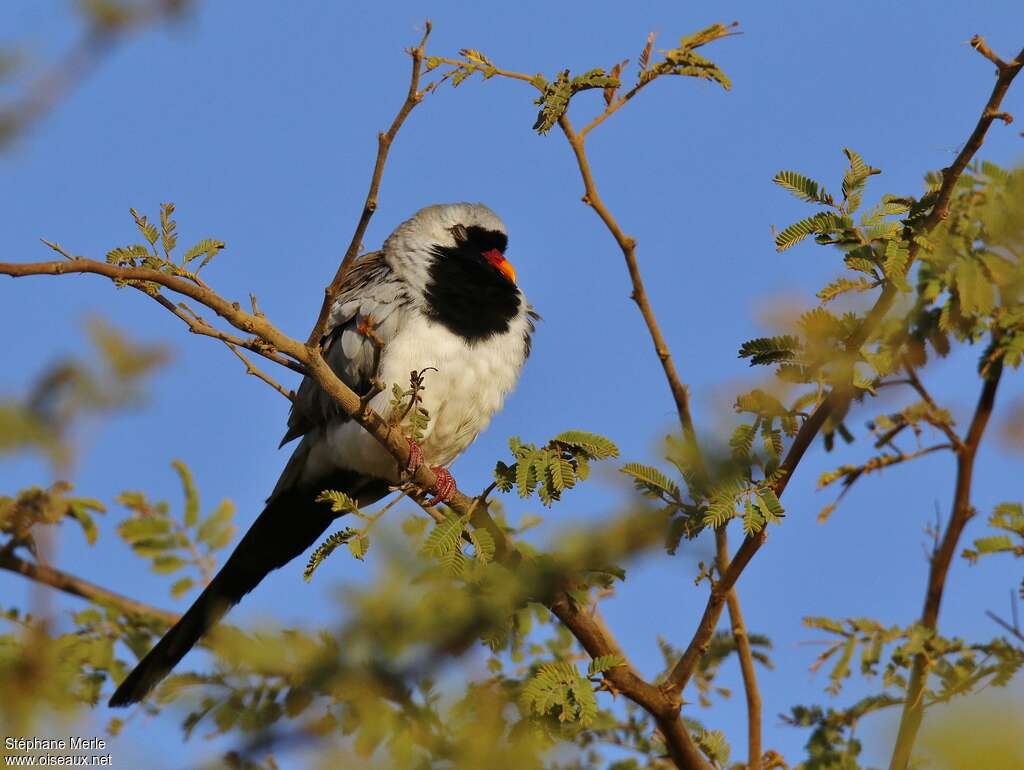 Namaqua Dove male adult, pigmentation, Behaviour