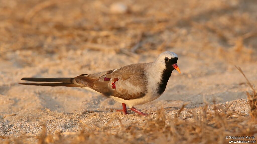 Namaqua Dove male