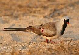 Namaqua Dove