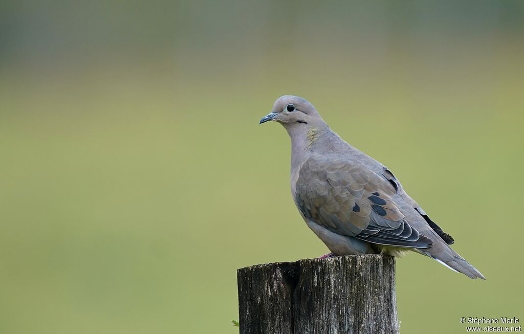 Eared Dove