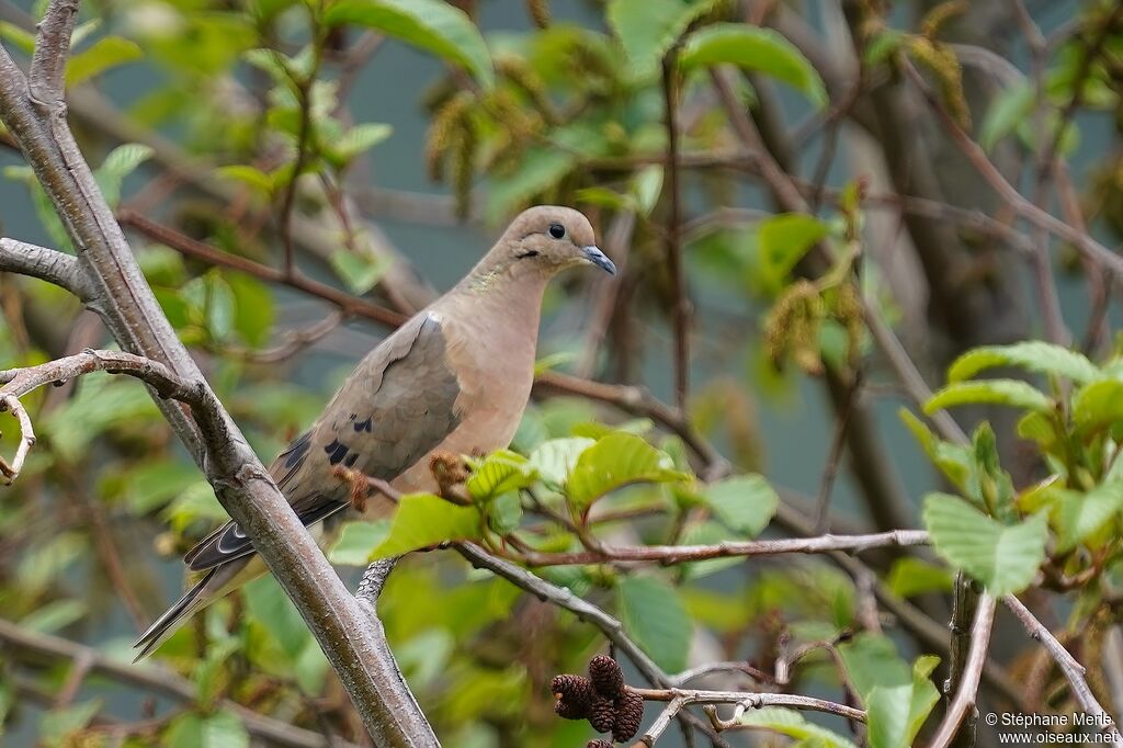 Eared Dove