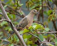 Eared Dove