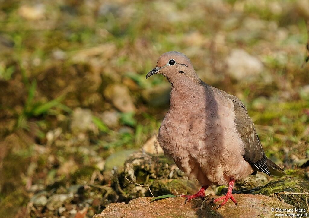 Eared Doveadult