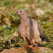 Eared Dove