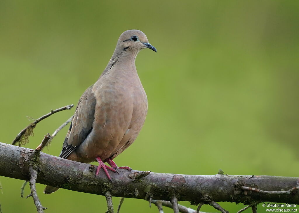 Eared Doveadult