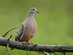 Eared Dove