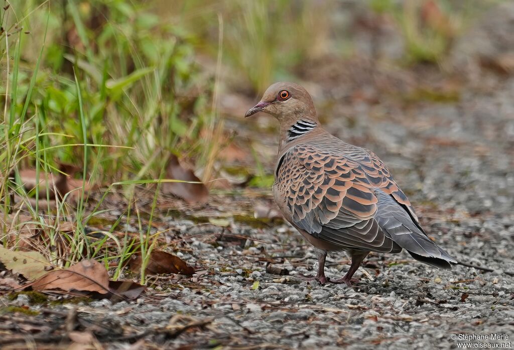 Tourterelle orientale