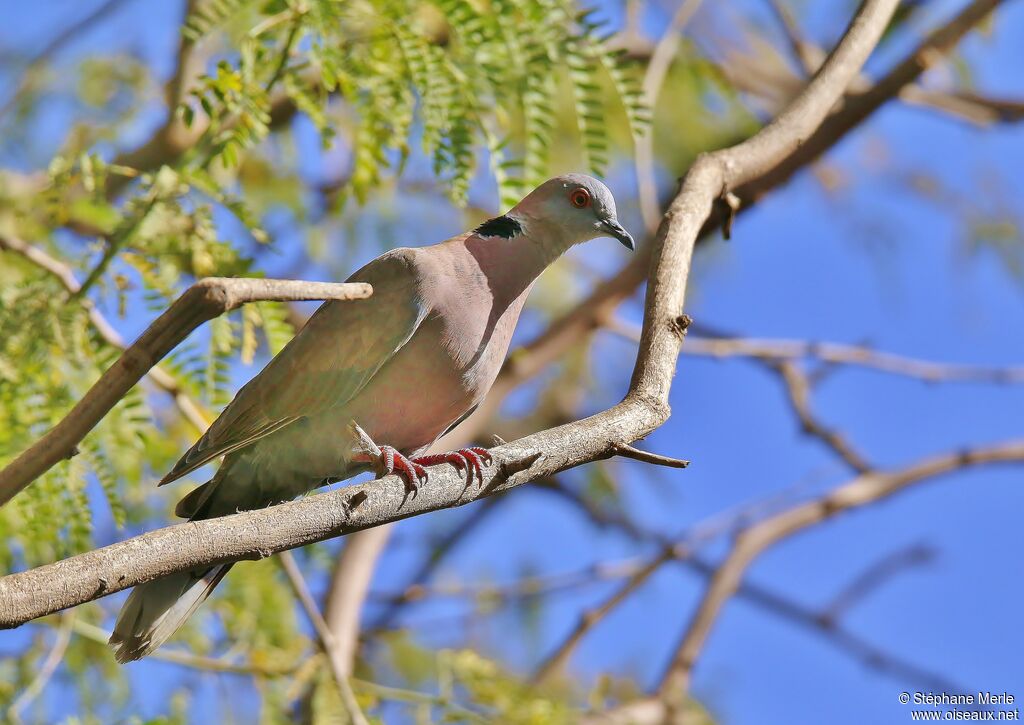 Mourning Collared Dove