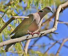 Mourning Collared Dove
