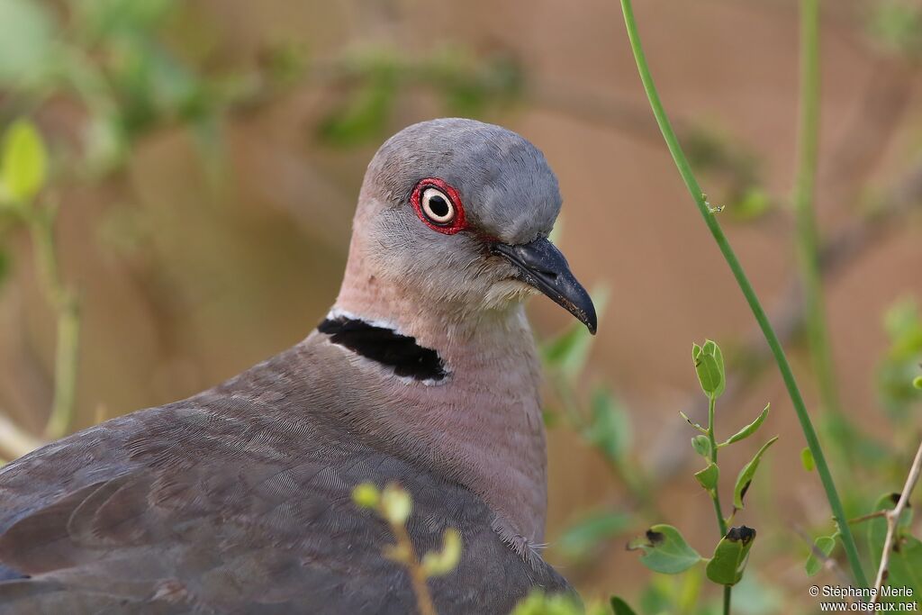 Mourning Collared Doveadult