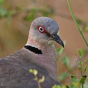 Mourning Collared Dove