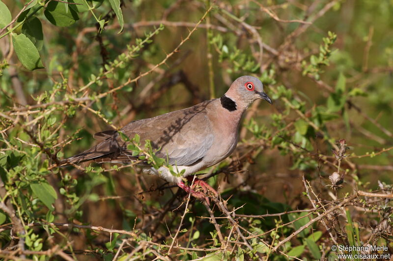 Mourning Collared Doveadult