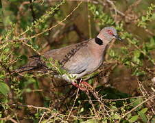 Mourning Collared Dove