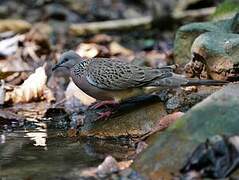 Spotted Dove