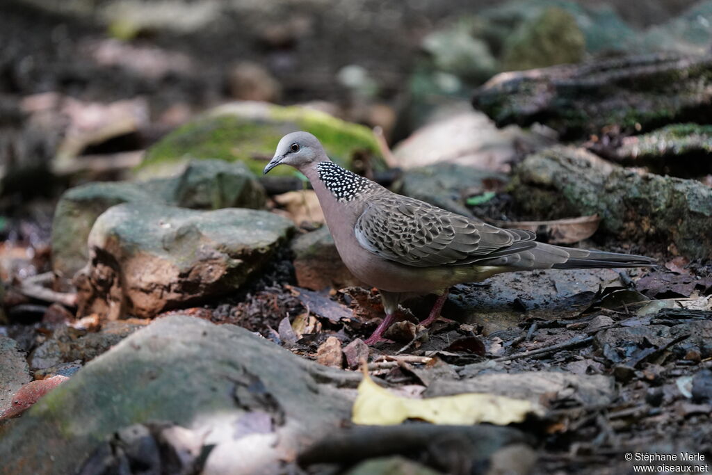 Spotted Dove