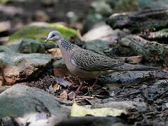 Spotted Dove