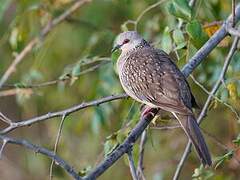 Spotted Dove