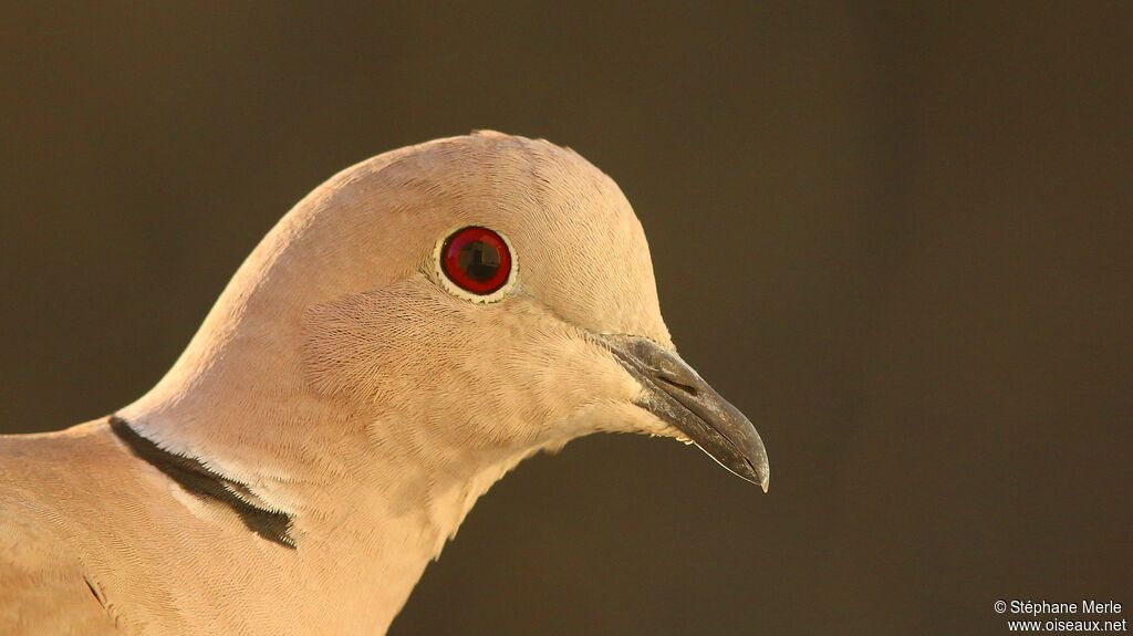 Eurasian Collared Dove