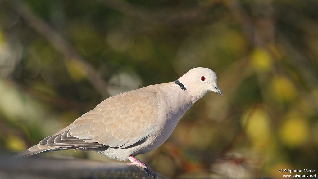 Eurasian Collared Dove