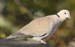 Eurasian Collared Dove