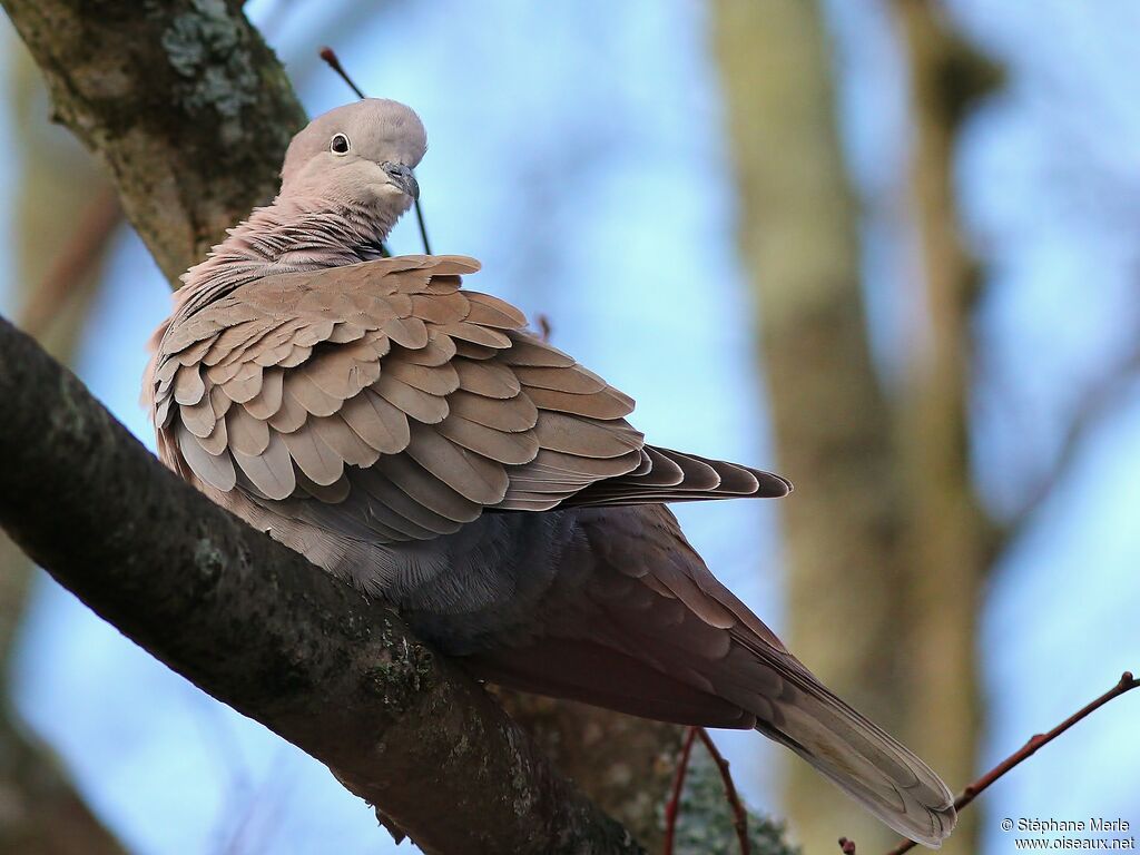 Eurasian Collared Dove