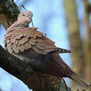 Eurasian Collared Dove