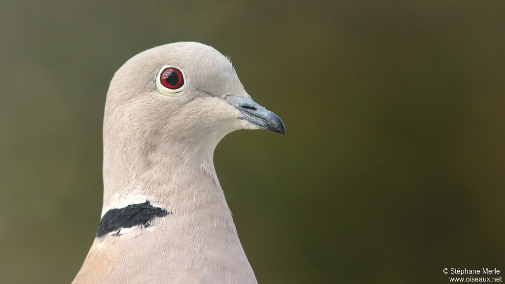 Eurasian Collared Dove