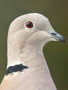 Eurasian Collared Dove