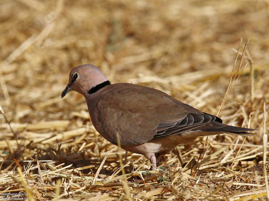 Vinaceous Doveadult, identification