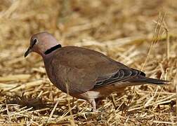 Vinaceous Dove