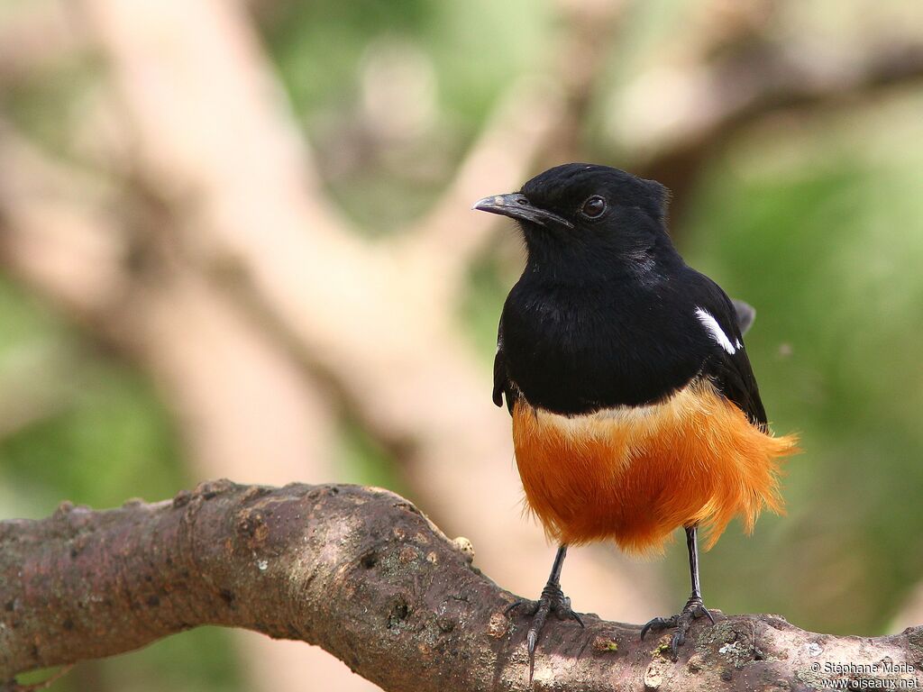 Mocking Cliff Chat male adult, identification