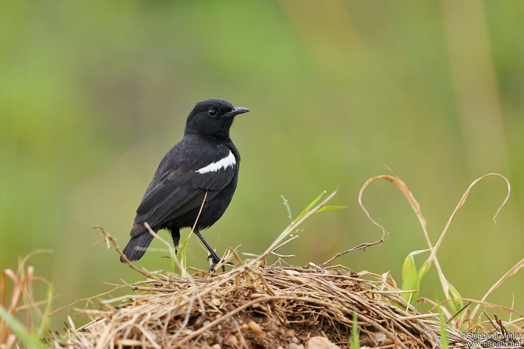 Sooty Chat male adult