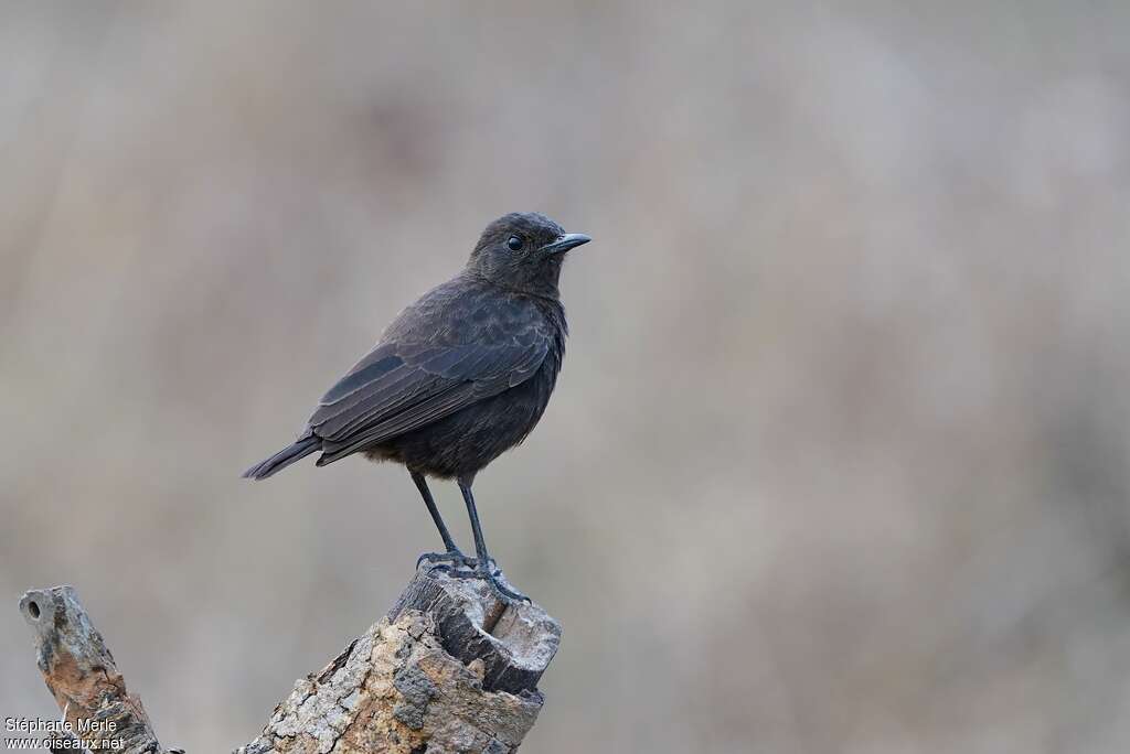 Sooty Chat male immature, identification