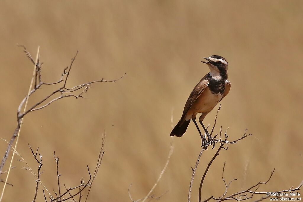 Capped Wheatearadult